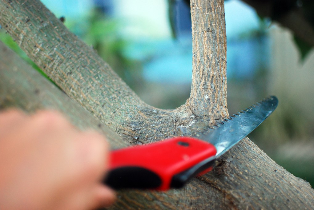 tree branch being cut