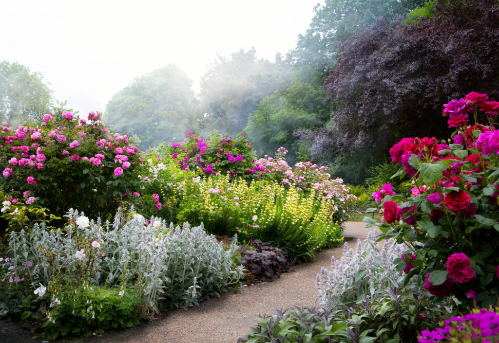 Garden with vivid flowers
